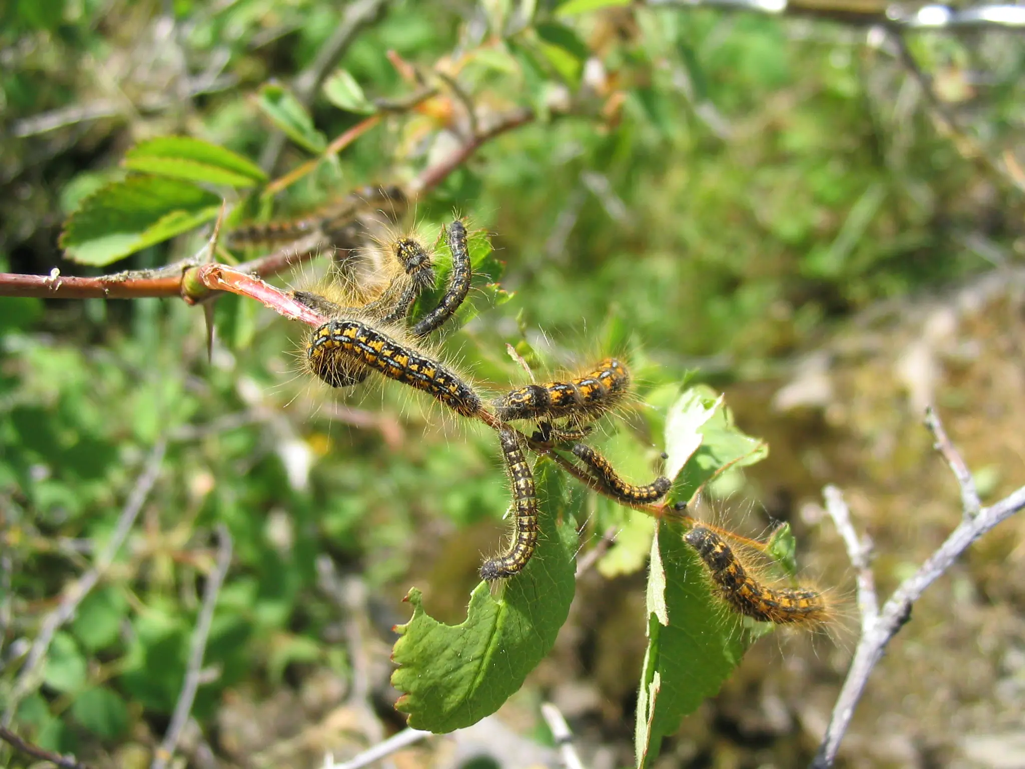 Caterpillars on a branch